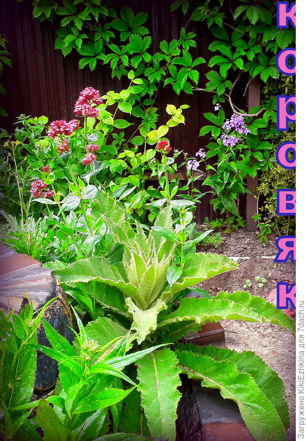 Ждём цветения... Я надеюсь на красивый высокий цветонос...Но... пока ждём-с!