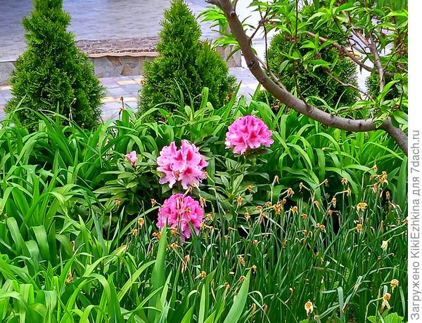 Обратите  внимание на эти заросли-  всё  забито: одно на другом  сидит! Возможно это неправильная организация  клумбы?