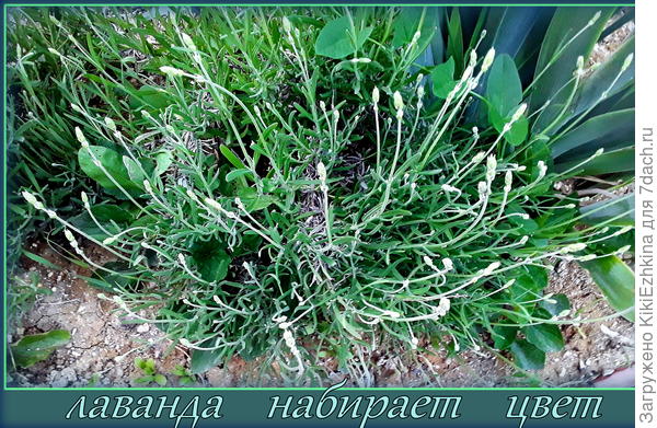 Из 4 кустиков  в  итоге к этой весне выжило 3 штуки...