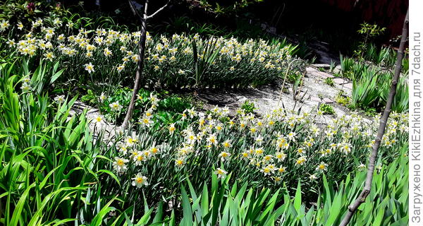 На  фото приблизительно  половина  поголовья нарциссов!