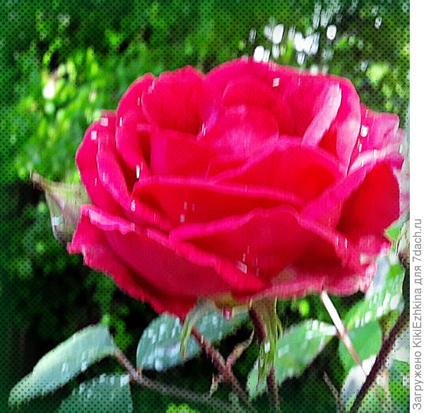 Прошлым  летом  обсуждали тему про разрыв   по времени  одного сорта  плетущейся  розы   на  моём участке- под южным и под северным забором.  Разница  в начале цветения  была  в  2  недели.  А в этом году  южная  карминная   розочка  зацвела с отставанием   всего  в один день!