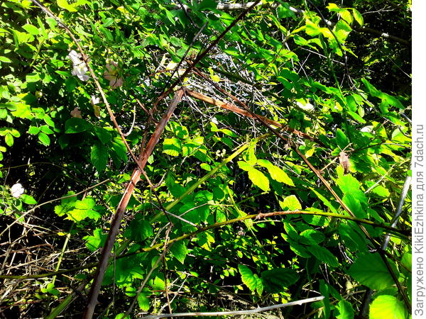Кушары  непролазные  из  переплетений   одичавшей   ежевики...