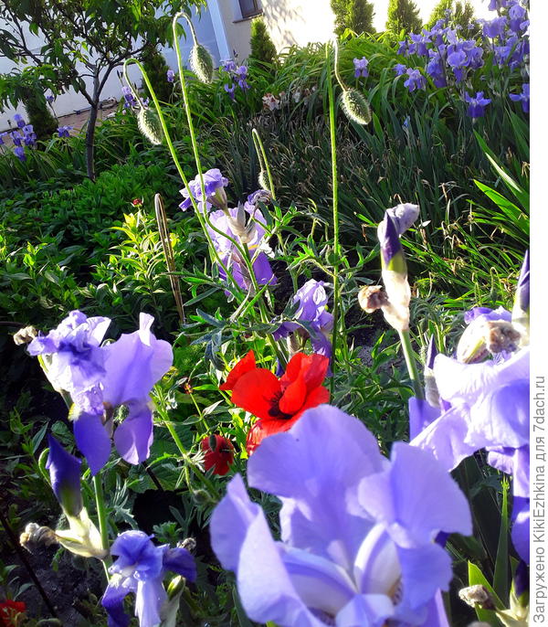 Раннее  утро в   нашем саду...