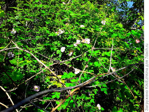 Шиповник  ждёт освобождения от окружающего хаоса...