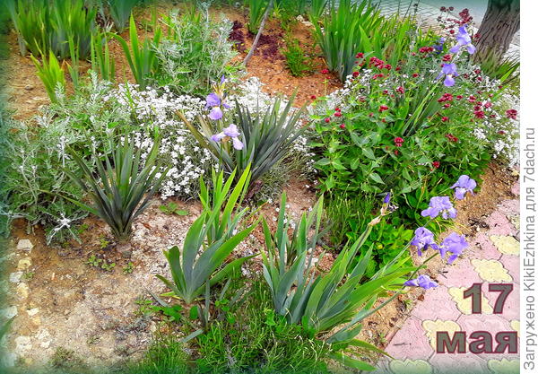 Особенно эффектно смотрится в этом году разросшаяся  ясколка - просто блестит  в поздне-вечернее  время  в  свете уличных  фонарей...  А  днём  выделяются  яркостью  красные  шапочки  Валерианы красной...