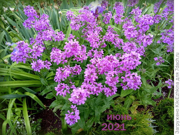 Фото  от 1 июня 2021 года... А в этом году цветёт  на данный  момент не столь  пышно, но к  июню  думаю разыграется...