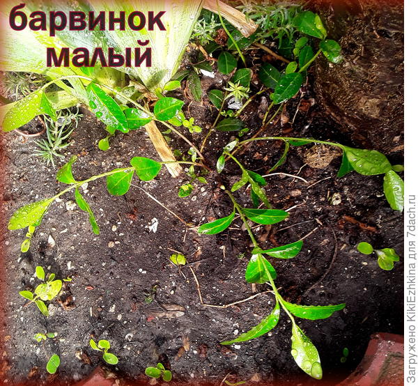 Было  у  него уже  два  цветочка - по очереди расцветали :)