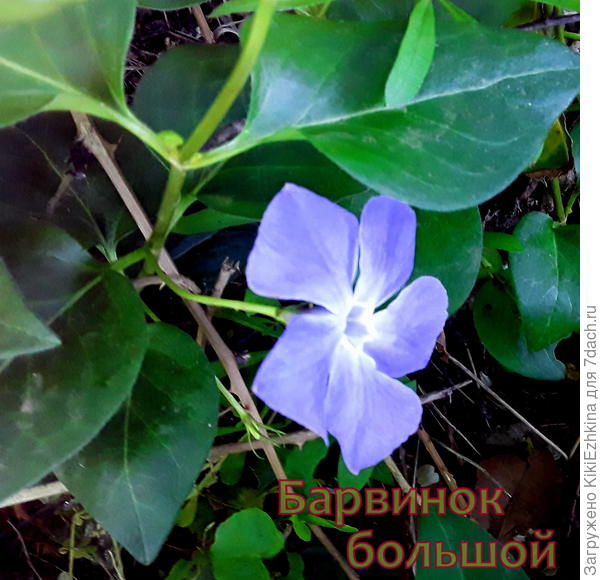 А  этого  красавца  я  обнаружила как раз  в зарослях  ежевики со стороны  улицы: начала рассаживать его теперь в   культурном  порядке- рядочками...