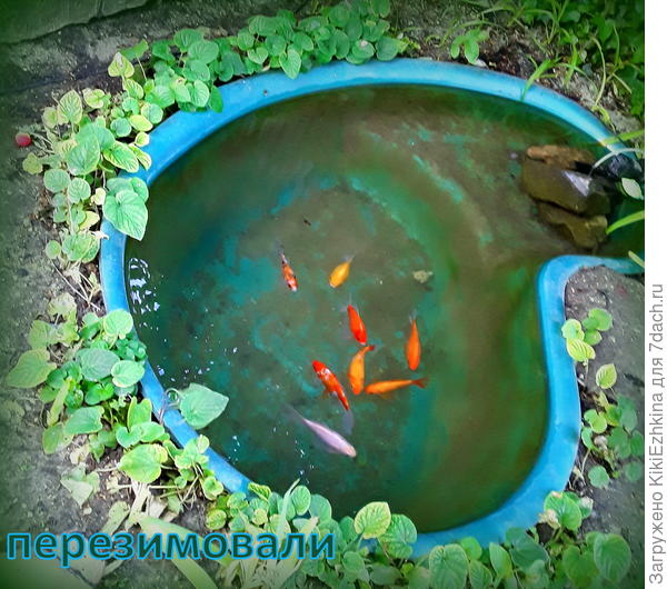 Зимой  старались разбивать для рыбок лёд, а  потом  всё-таки  заказали  и прикупили   какой-то воздушный   компрессор,теперь частенько  водичку  продуваем  воздухом...