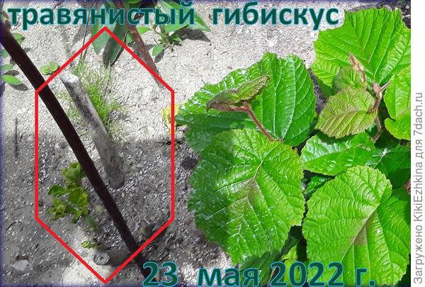 Долго-долго  стояли сухие  прошлогодние  пенёчки  и  к  концу мая начали  вылазить  зелёные  побеги  из земли  наконец-то!  Пора  бежать подкармливать!