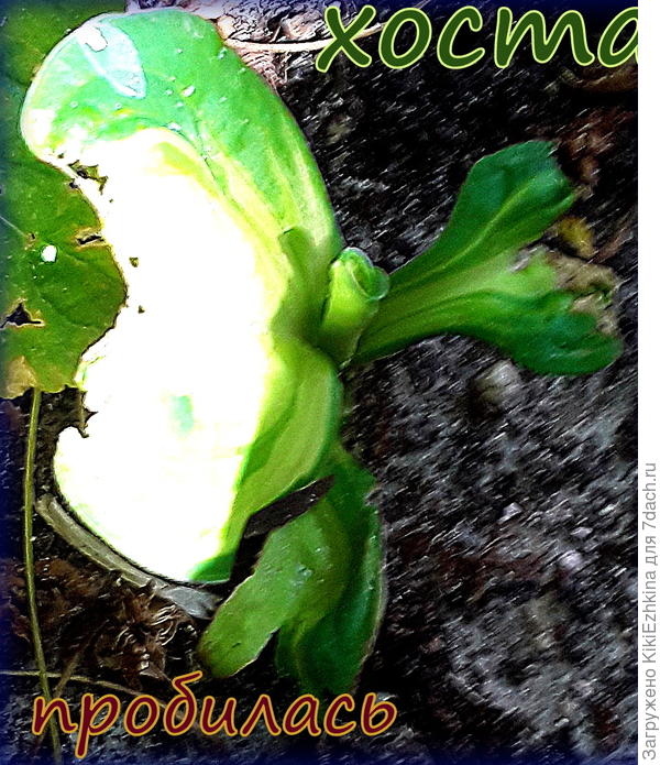 Эта  хоста (у бассейна)  вылезла вся  поклацаная... Я заметила  ,что самые  первые  листы  у  моего Банана  Басио  тоже  появились с  неровными коричневатыми краешками:  вероятно страдали от весенней  нашей  засухи  и  ветров-когда  ещё  не  поливаем  сад  регулярно...