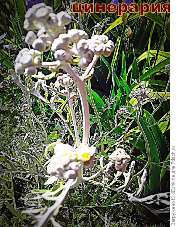 Кое-где  уже  прорезается  жёлтый  цвет на макушке цветочной почки...