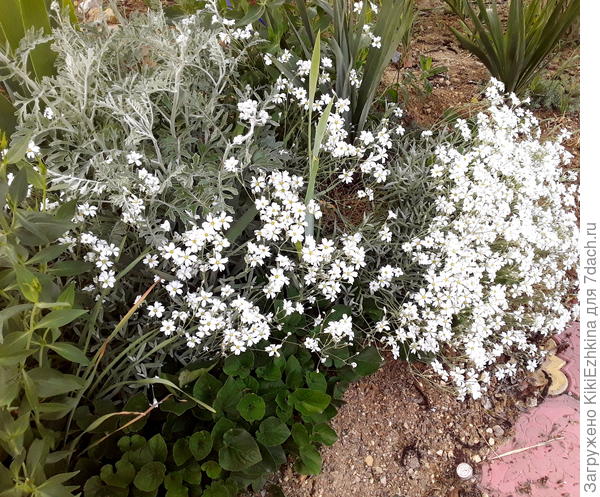 Вот  такая  везде  будет по  краю  фиалка-уже  много где  рассадила...