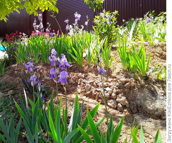 Начну рассаживать вот по этому - нижнему  ярусу  Ирисов бородатых..