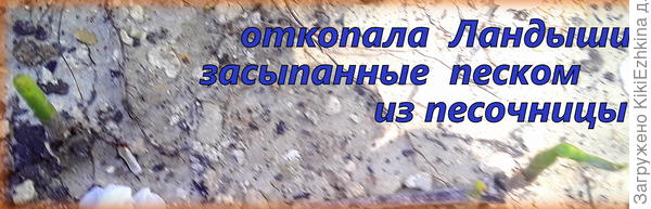 А моим Ландышам в этом году довелось испытать на себе  удушение  песком!  Как видим- некоторые  всё-таки выжили и даже  по листу  взрастили...