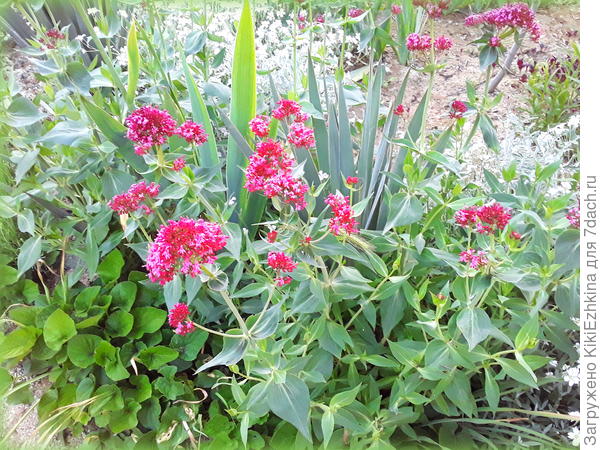 Вот  так  Фиалка душистая  подрасла  ко Дню  Пионерии- 19 мая - в этом  году отметили !00-летний  юбилей!