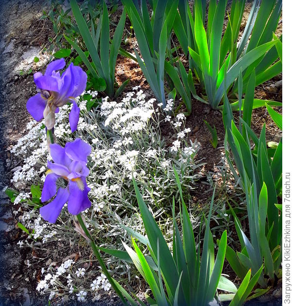 Именно сзади  вот этих  ирисов её  и  посажу  прямо пучками- методом  перевалки...