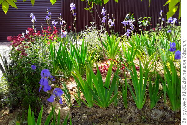 Многое меня в палисаднике уже радует- только не цвет почвы! Рыжая глина выглядит абсолютно безжизненно!