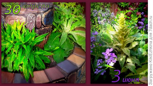 Это растение меня восхищает абсолютно, хотя  семена  его какие-то в сад залётные!  Теперь такие кустики буду при прополке- обереегать...