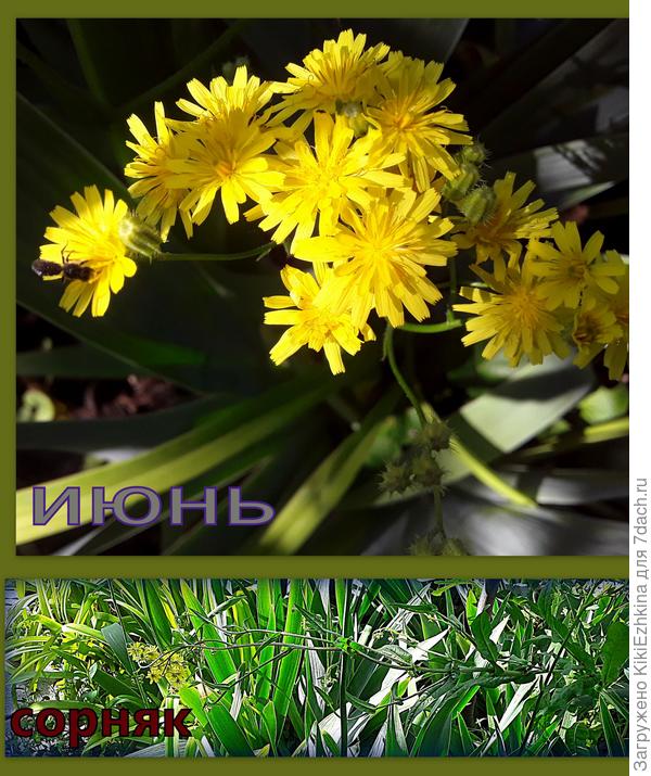 Что интересно  именно в этот период откуда ни возьмись вырос сорнячок  очень похожего  вида...