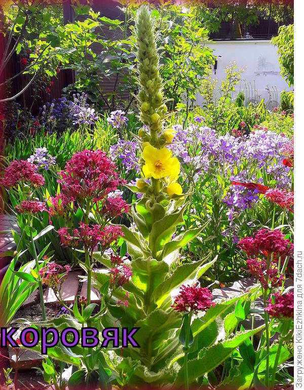 Как он меня   порадовал, когда  наконец-то зацвёл!