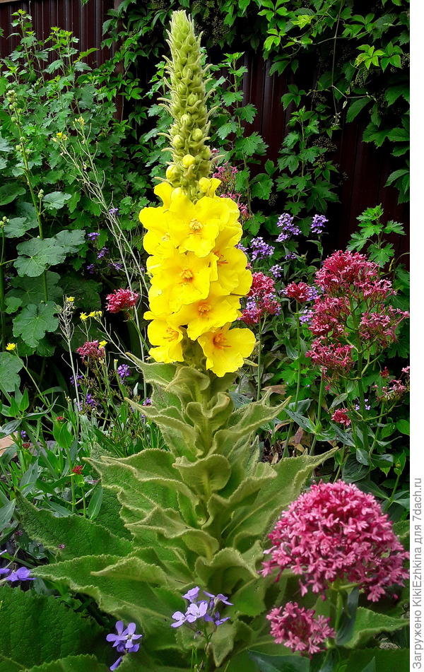 коровяк  зацвёл наконец-то!