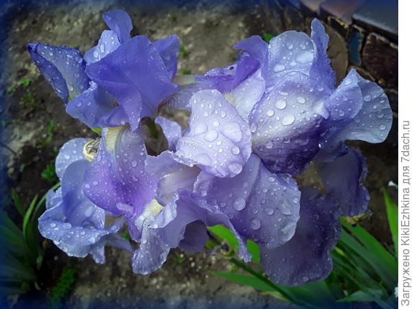 Имени не  знаю- можно сказать- Подзаборник...