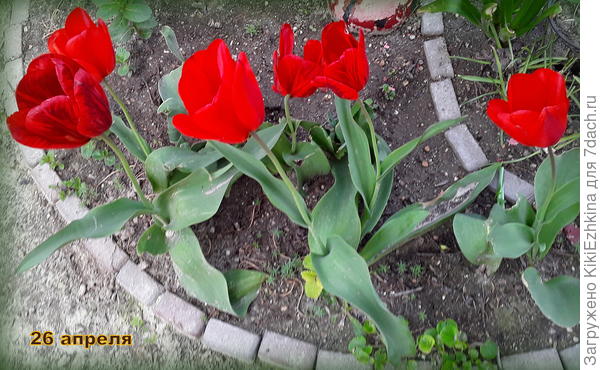 Пора  выкапывать   тюльпаны,которые   цвели в апреле...