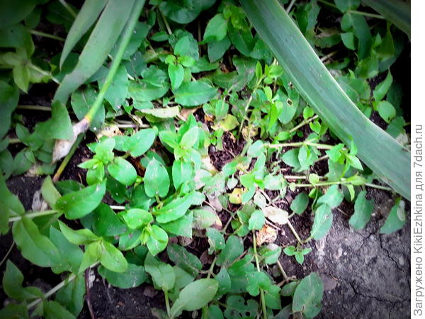 Веточки из центра розетки распластались по почве во все стороны...