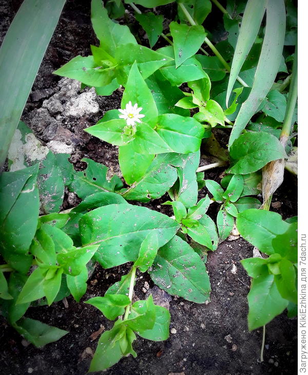 Совершенно неожиданно начал цвести очень мелкими беленькими звёздочками...