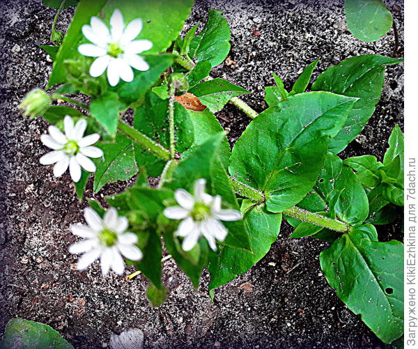 Вот такое красивое нежное цветение...