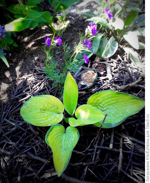 Эта Хоста -  подарочек от Любаши - нашей семидачницы...