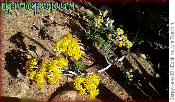Склонившаяся на дорожку  ветка  высокого  куста  цинерарии -  выращивала без прищипывания куста...