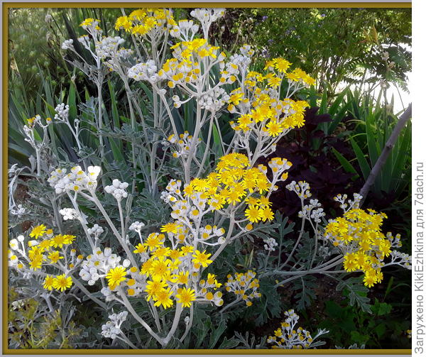 Самая  середина  июня:  &quot; Расцвела Цинерария...&quot;