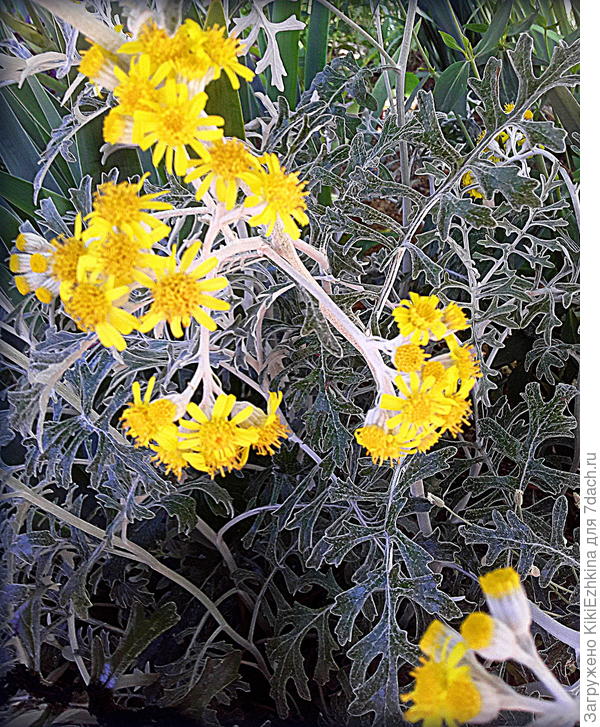 Вот эти  лохматые  цветочки надеюсь  дадут мне массу качественных семян цинерарии!