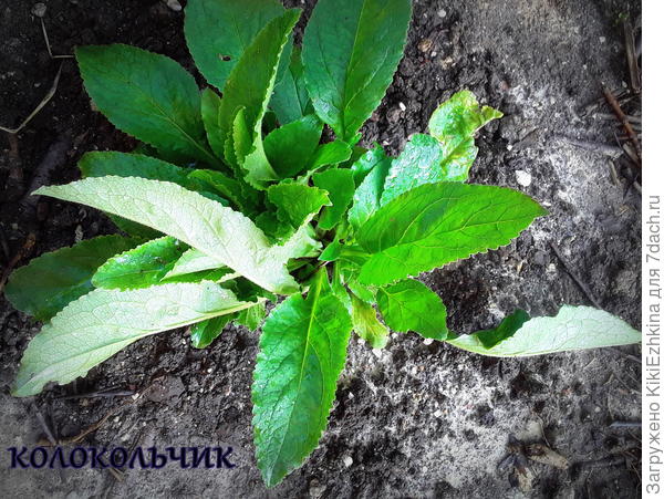 Слегка взбодрился  после  первого притенения...