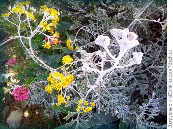 Переливы  между белым-серым-серебристым -зелёным  и  золотым!  Единственное отличие  которое  я  заметила, между  моими   цинерариями и  теми кустами,  с которых я  собрала  семена  когда-то,  это совершенно разные  по  плотности соцветия.  Мои какие-то  разреженные, а  там  были  плотные  тугие  прижатые  между  собой    многочисленные  цветочки   зонтиками... Интересно- почему  такая  разница в строении  корзинки?