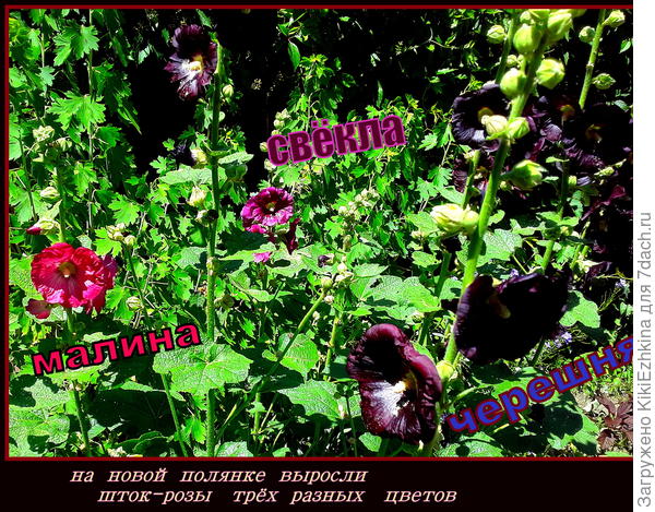 Цветение  только начинается. Псомотрим позднее- во что всё  это выльется...