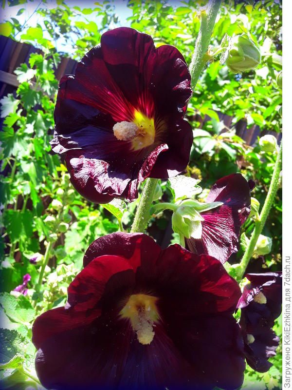 Может быть это "Мулатка"?