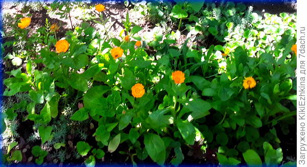 Больший  по объёмам  урожай  календулы  будет в  конце  лета...