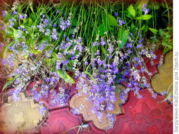 Фото  на солнышке  высветляется- не  точно  передаётся  цвет...