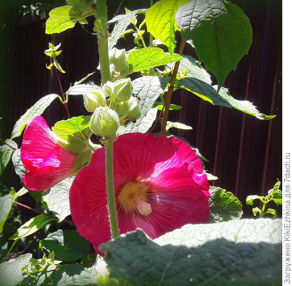 Такой  цвет  очень яркий  хорошо смотрелся  бы   в  длинном  рядочке- стайкой... а  одинокий  росток рядом  с  тёмной "Мулаткой"  как-то  теряется....