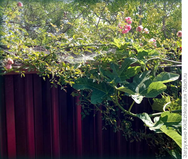 Так  плетистая  роза  мучилась в  прошлом году...