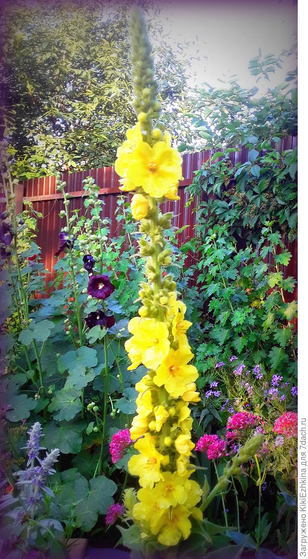 Вот  они  вертикальные акценты в моём саду:  обожаемые  колосковые  соцветия и  у Коровяка  и  у  Шток-розы!