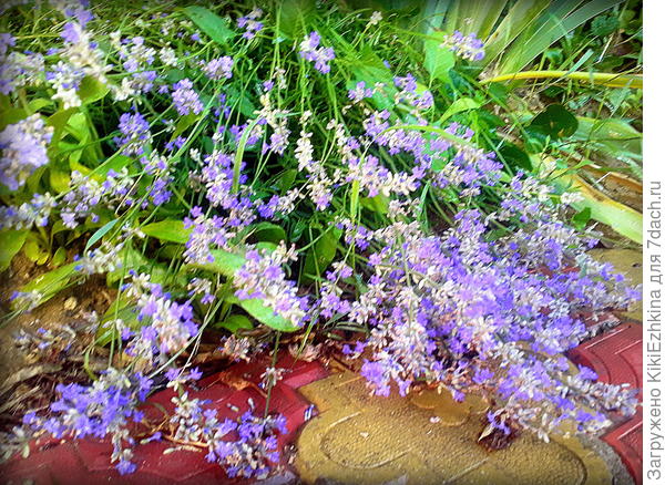 Прошлым  летом  я  её  в  кушарах сорняков  еле отыскала и  отходила-она  замокла   в  тесноте  травы...