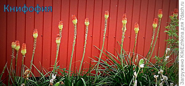 Мало того,что забор рыжий,  так  ещё  и Книфофию  рыженькую насадили! Молодцы! - тоже  вертикальные  колосковые  цветочки...