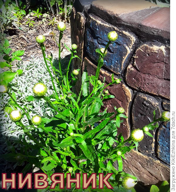 Нивяник - второгодка...