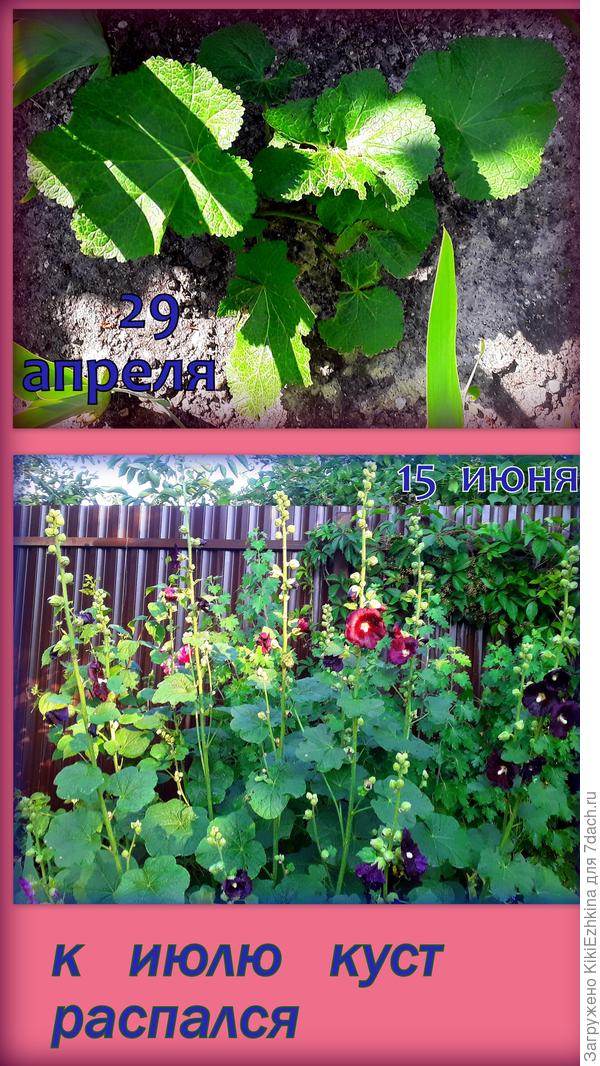 А как прекрасно всё  начиналось! Сначала семена проросли,  отзеленели в первом  сезоне, отлично перезимовали  и взошли на следующий  сезон!  Наконец-то  я  увидела какие проросли  расцветки!  А  теперь наблюдаю угасание растения  постепенно...