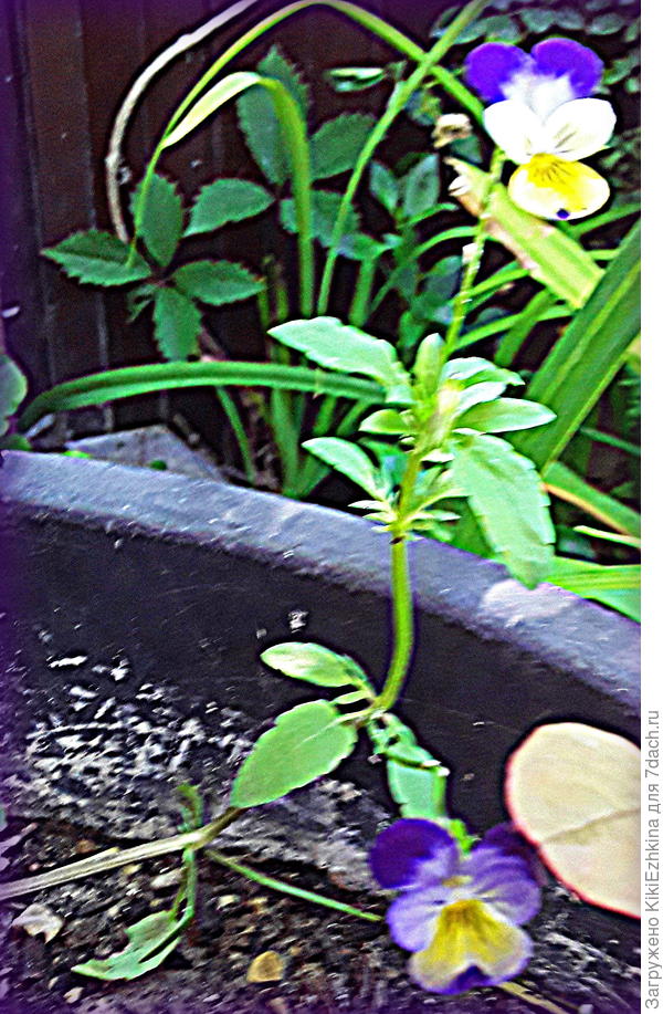 Почему же  так  критически измельчала  Рогатая  фиалка &quot;Дама&quot; ?