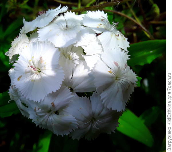 Не  ожидала,что двулетник даст цветение на третьем  сезоне роста... Однако- все кустики   снова  зацвели!